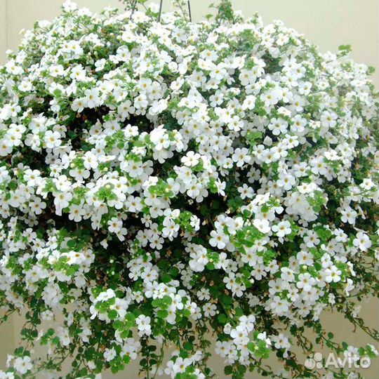 Рассада Бакопа