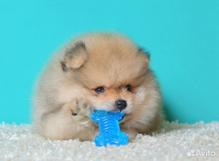 Шпице детки померанские