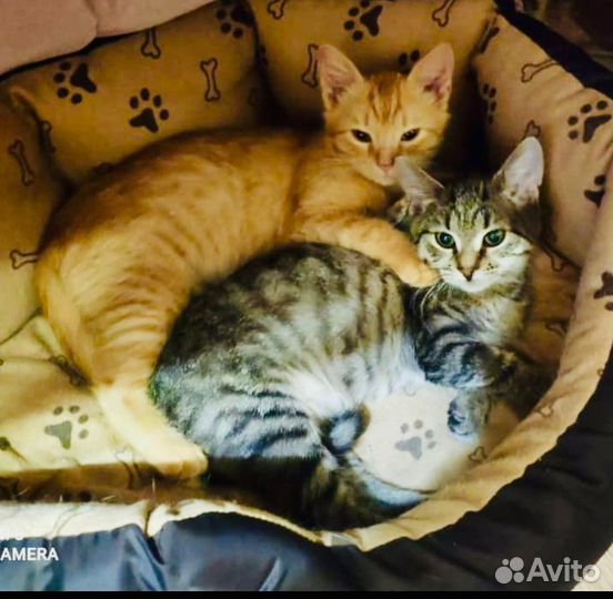 Кошки в добрые руки бесплатно