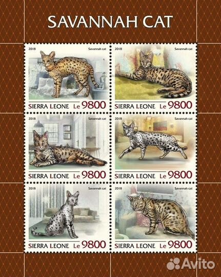 Сьерра-Леоне, 2018. (18817) Фауна,кошки саванны (м