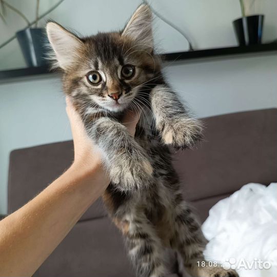 Кошка 2 месяца