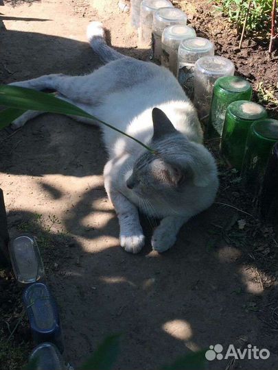 Котик ищет дом