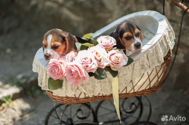 Продаютя щенки породы бигль