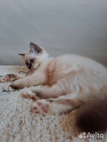 Священная бирма-мальчик