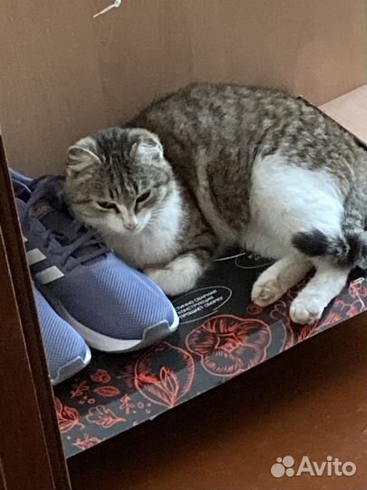 Кошка в добрые руки