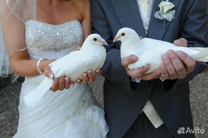 Голуби на свадьбу