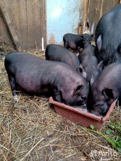 Свиньи вьетнамской вислобрюхой