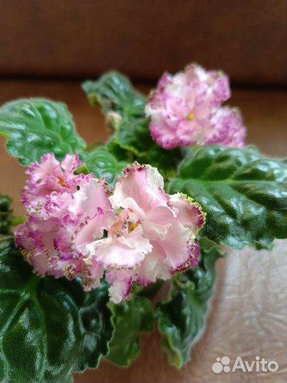 Сортовые фиалки