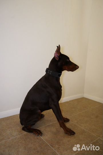 Доберман 10 месяцев