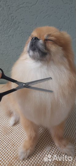 Груминг, стрижка собак Кузнечиха