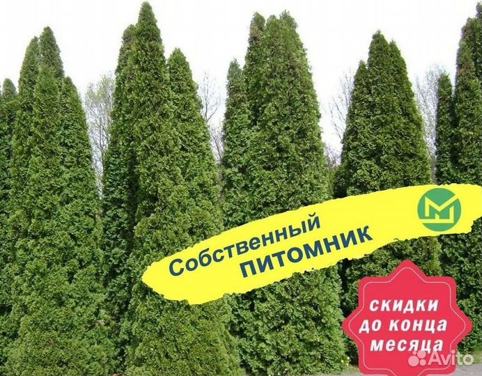 Туя