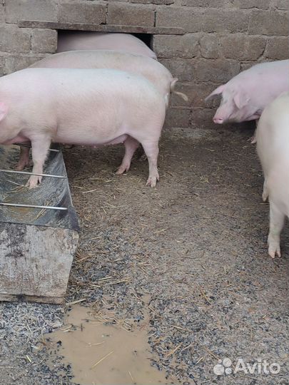 Свиньи живым весом,бык откорм