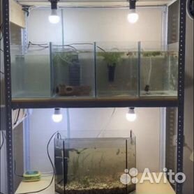 Продам: аквариумные рыбки в Архангельске
