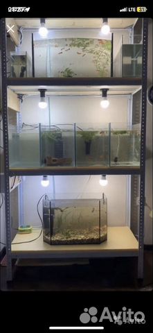Стеллаж для аквариумов купить в Тюмени | Животные и зоотовары | Авито