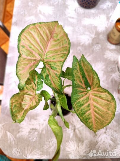 Сингониум конфетти триколор