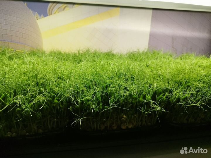 Микрозелень горох