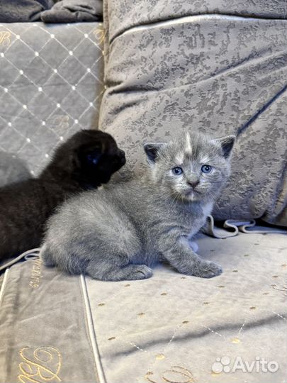 Кошки в добрые руки