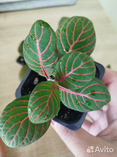 Фиттония Скелетон