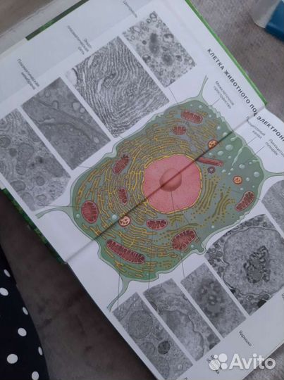 Биология углубленный курс