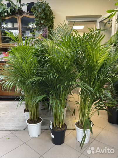 Пальма арека дипсис