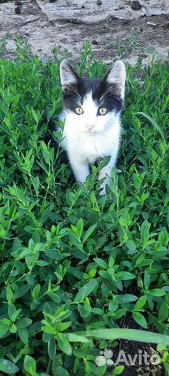 Котёнок девочка в добрые руки
