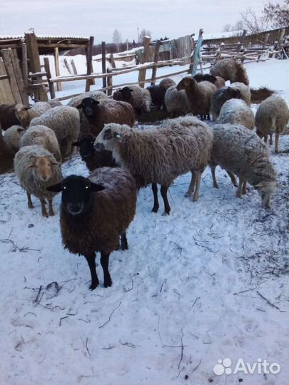 Овцы бараны