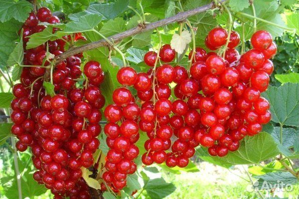 Красная смородина: 2 сорта