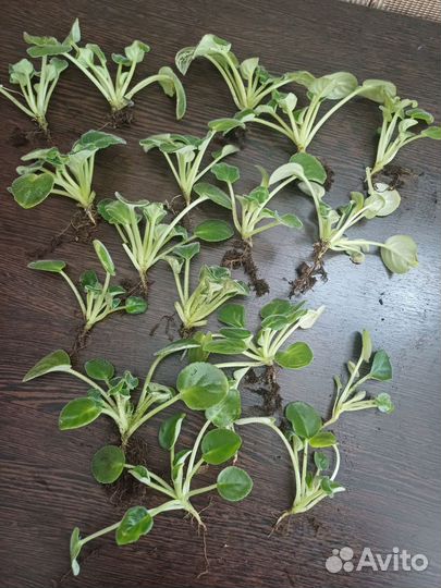 Детки сортовых фиалок