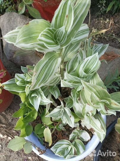 Вербена ампельная, вегетативная, коллизия