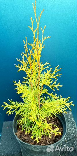 Туя смарагд