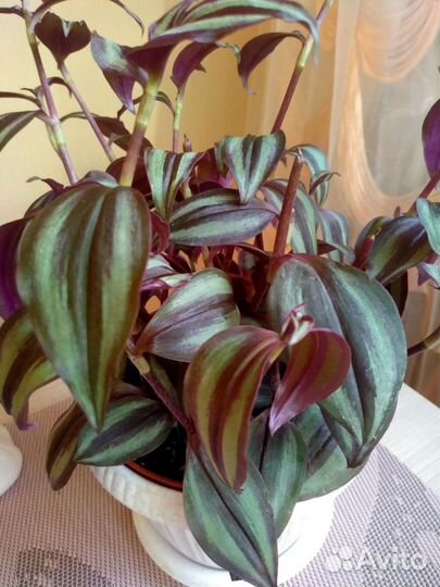 Традесканция пурпурный джой, молодой куст