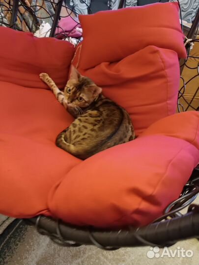 Бенгальские котята