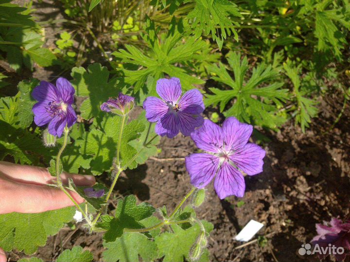 Герань садовая