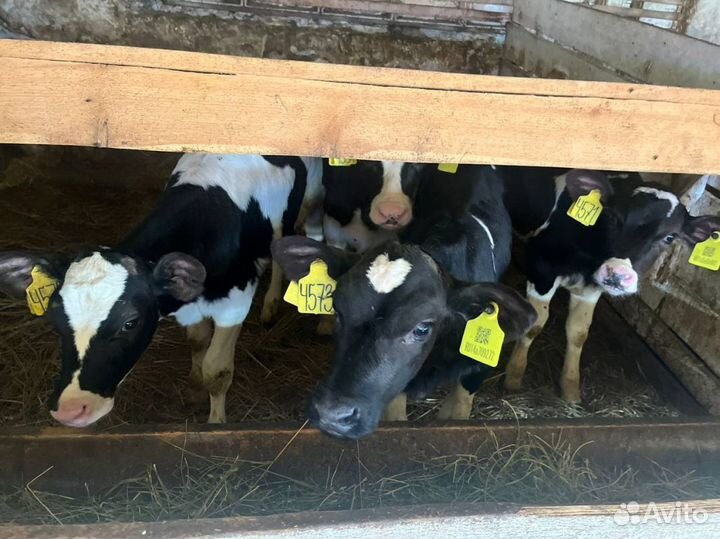 Телята бычки доставка