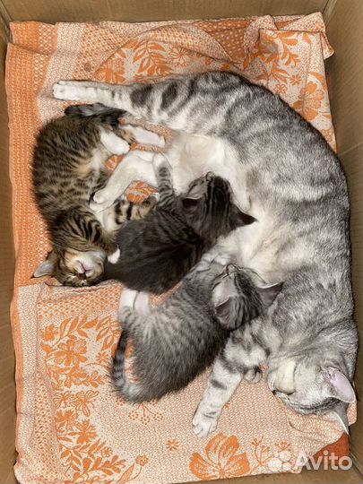 Котята мейн-кун