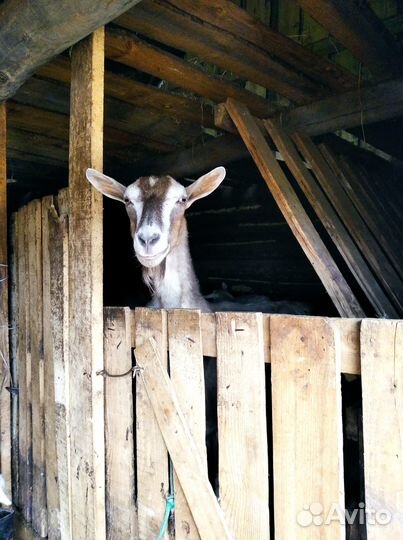 Коза дойная