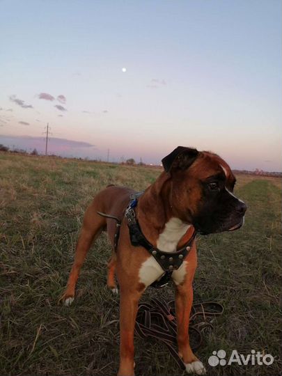 Вязка Боксера