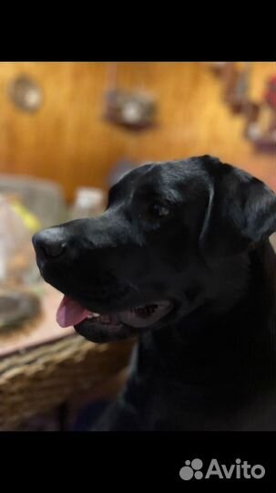 Кобель лабрадора вязка