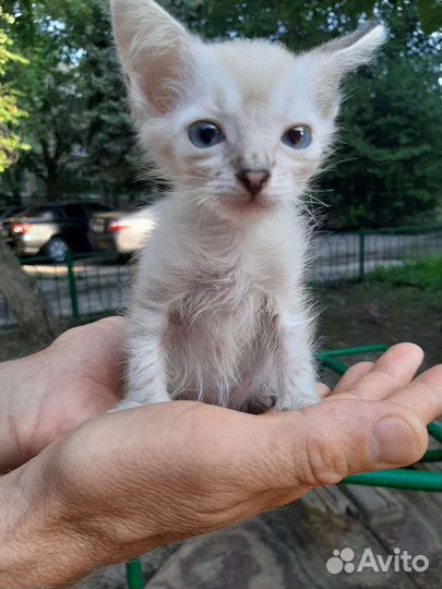 Найден сиамский котенок