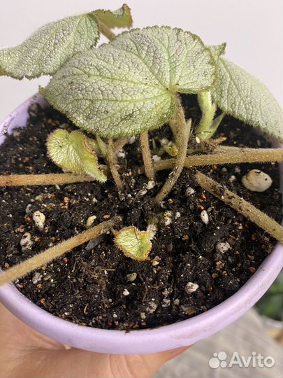 Бегония декоративно лиственная