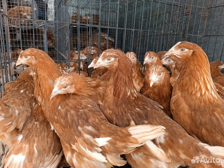 Куры и петухи