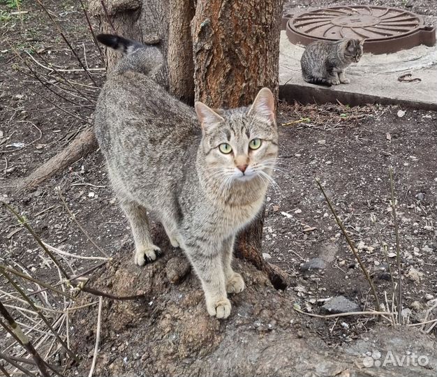 Молодой кот Леопольд 1 год