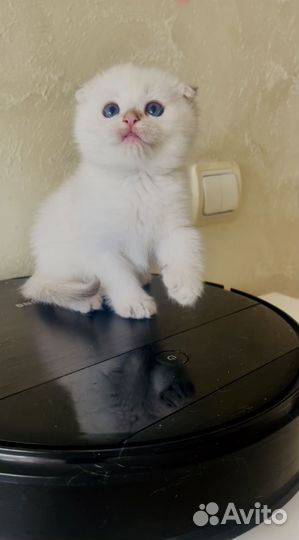 Шотландский вислоухий мальчик