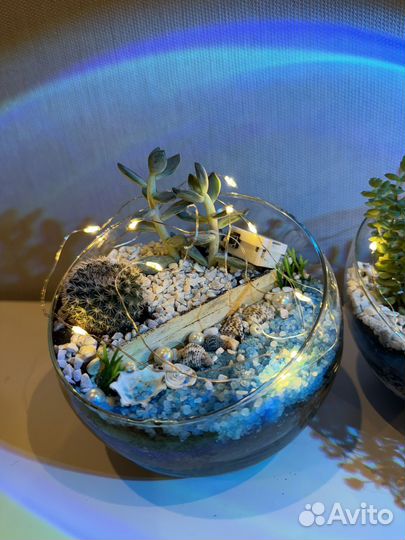 Флорариум суккуленты