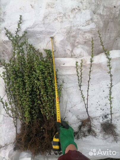 Барбарис тунберга эректа