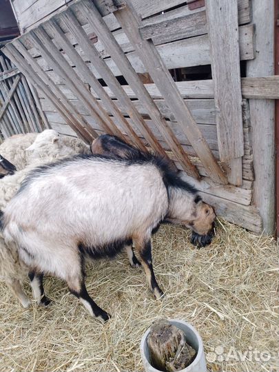 Козел ламанча