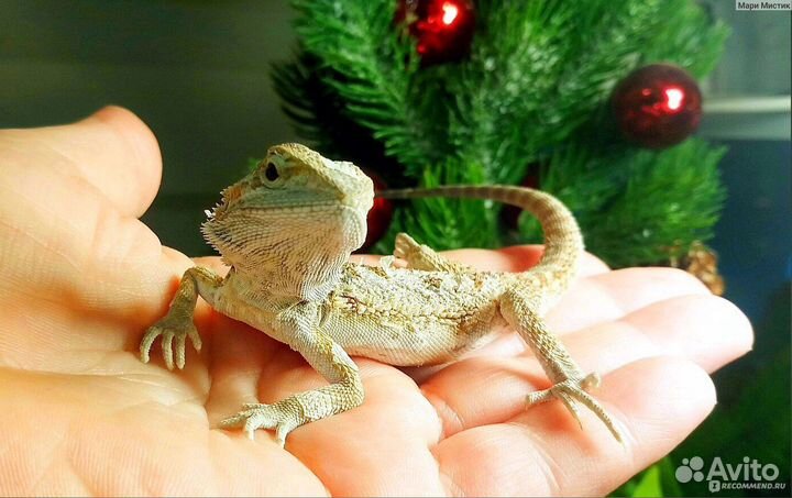 Бородатый дракон