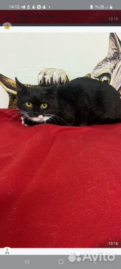 Котята в дар