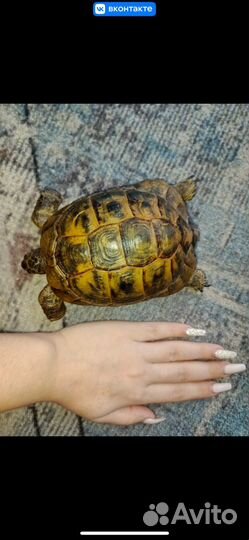 Черепаха