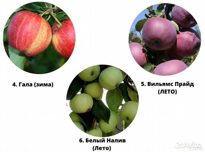 Саженцы яблони. Местное производство